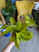 Load image into Gallery viewer, 4&quot; Neon Pothos
