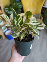 Load image into Gallery viewer, 4&quot; NJoy Pothos
