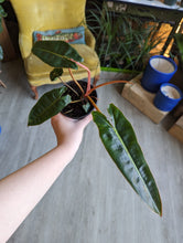 Load image into Gallery viewer, 4&quot; Philodendron Billietiae
