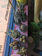 Load image into Gallery viewer, 6&quot; Cactus + Succulent (asst.)
