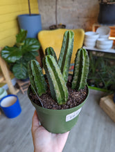 Load image into Gallery viewer, 6&quot; Cactus + Succulent (asst.)
