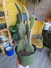Load image into Gallery viewer, 6&quot; Cactus + Succulent (asst.)
