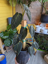 Load image into Gallery viewer, 6&quot; Philodendron Melanochrysum
