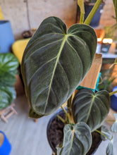 Load image into Gallery viewer, 6&quot; Philodendron Melanochrysum
