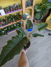 Load image into Gallery viewer, 6&quot; Philodendron Narrow Escape
