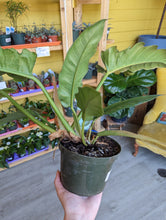 Load image into Gallery viewer, 6&quot; Philodendron Narrow Escape
