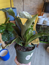 Load image into Gallery viewer, 6&quot; Staghorn Fern
