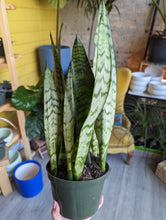 Load image into Gallery viewer, 6&quot; Snake Plant (asst.)
