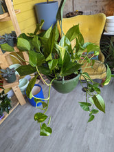 Load image into Gallery viewer, 8&quot; Golden Pothos HB

