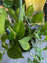 Load image into Gallery viewer, 8&quot; Golden Pothos HB
