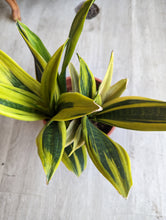 Load image into Gallery viewer, 8&quot; La Rubia Snake Plant
