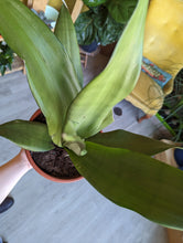 Load image into Gallery viewer, 8&quot; Sanseveria Moonshine
