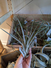 Load image into Gallery viewer, Medium Air Plant
