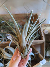 Load image into Gallery viewer, Large Air Plant
