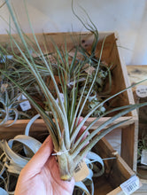 Load image into Gallery viewer, Large Air Plant
