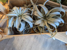Load image into Gallery viewer, Tillandsia xerographica
