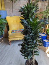 Load image into Gallery viewer, dracaena janet craig plant
