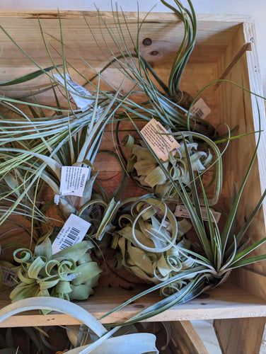 large air plants