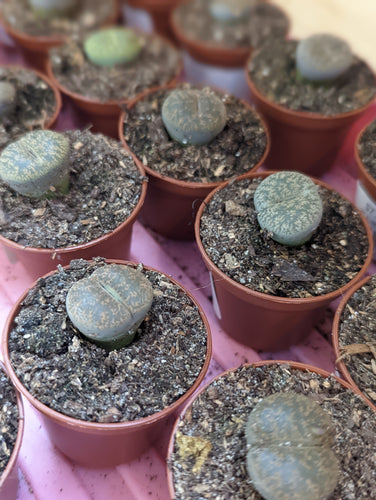 lithops plant