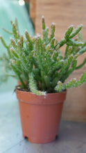 Load image into Gallery viewer, rhipsalis plant 
