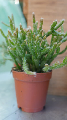rhipsalis plant 