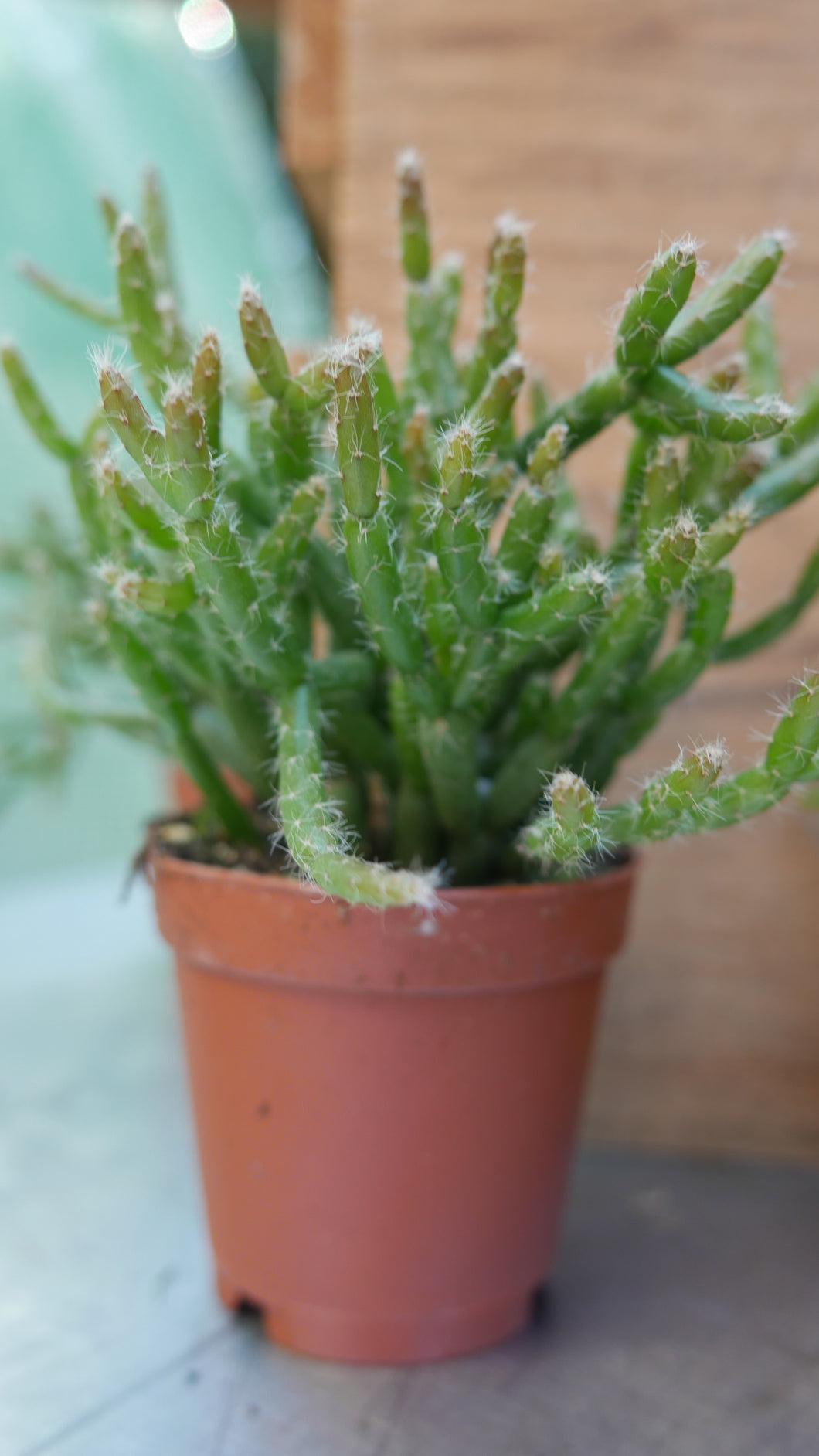 rhipsalis plant 