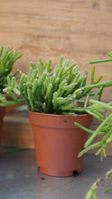 Load image into Gallery viewer, rhipsalis plant
